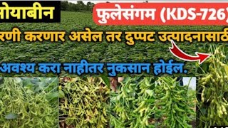 soyabean varity  soyabean kds 726  soyabean phulesangm  फुळेसंगम  सोयाबीन वाहन [upl. by Meurer]