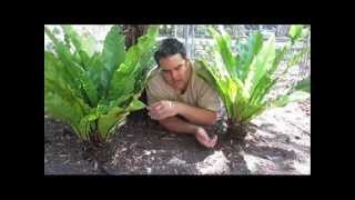 Birdnest Ferns ARE Tree Ferns [upl. by Schuler]