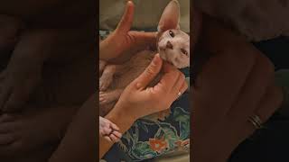 Massage Sphynx Kitten [upl. by Enimsay]