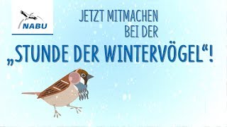 Jetzt Vögel zählen Mach mit bei der quotStunde der Wintervögelquot [upl. by Nerfe994]