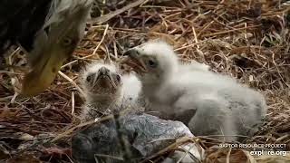 Decorah North Eagles Dinner timeBoth eaglets are out of the bowl to get to DNF exploreorg 4522 [upl. by Rind512]