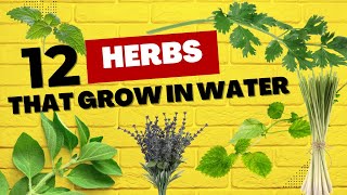 12 HERBS that GROW in water  MOODY BLOOMS [upl. by Paulo317]