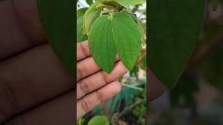 Reticulate venation in dicotyledons kachnar leaves hibiscus neet morphology [upl. by Eudo]