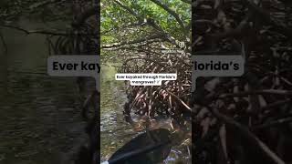 Ever kayaked through Floridas mangroves [upl. by Emlyn320]