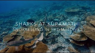 Snorkelling in the Maldives  Sharks at Kuramathi [upl. by Zachery]