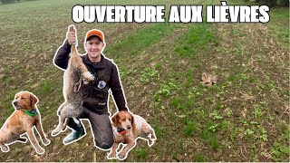 Chasse Ouverture Générale aux Lièvres en Normandie [upl. by Nayt]