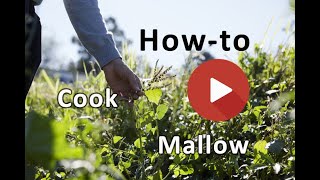 How to make marshmallows with mallow roots recipe [upl. by Vic]