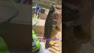 Purple worm bass bait fish fishing lews gulp worms lake fun catchamprelease [upl. by Arocal225]