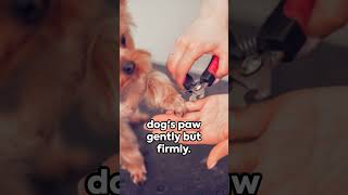 DIY Dog Nail Trimming A StepbyStep Guide [upl. by Wakeen]