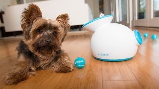 iFetch  Automatic Ball Launcher [upl. by Wrench688]