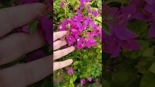 Permanent bougenvilla vine plants garden indoordecor homedecor vines permanentplant flowers [upl. by Alviani]