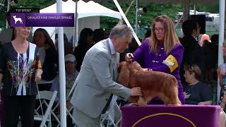 Cavalier King Charles Spaniels  Breed Judging 2022 [upl. by Rachaba]