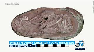 Fossil of perfectly preserved baby dinosaur discovered curled up inside its egg l ABC7 [upl. by Bumgardner]