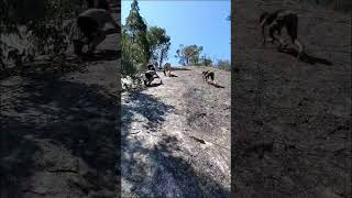 Camping amp Hiking malayalmcomedy funny comedy queensland australia trending [upl. by Mapel]