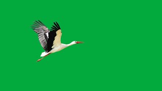 Stork green screen video  birds flying green screen hd  birds flying green screen no copyright [upl. by Sirej]