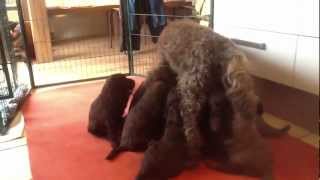 Nestje 2013  Week 5 video 1  Freonskip Australian Labradoodles [upl. by Dinah]