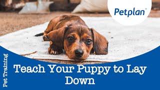 How to Teach a Dog to Lay Down  Petplan [upl. by Leor]