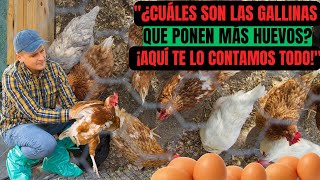 ¿Cuáles son las mejores gallinas ponedoras de huevos [upl. by Faina990]