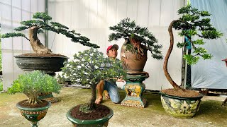 Xuyên bonsai 56 0985860647 chào bán cây cảnh Tùng Kim Cương Ngâu Nguyệt Quế Mai Tứ Quý [upl. by Natelson]