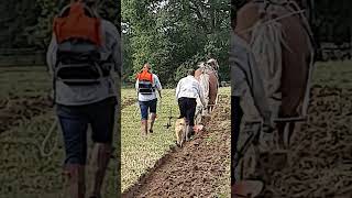 Traditional Horse Ploughing at the Royal Forest Agricultural Association Match 11th September 2024 [upl. by Shira]