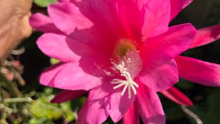 Dark Pink Epiphyllum Orchid Cactus in Our Garden brilliant Colour [upl. by Cressy]