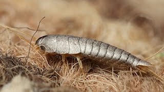 How to get rid of silverfish [upl. by Bethezel236]