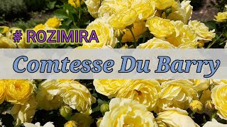 жёлтая роза Комтесса Дю Барри  rose Comtesse Du Barry  ROZIMIRA [upl. by Dryfoos]