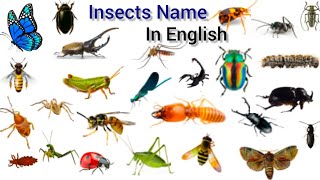 Insects Name In English With Picture For Kids  Insects Vocabulary [upl. by Allenotna]