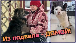 ИЗ ПОДВАЛОВ СМОЛЕНСКА С ТРАВМОЙ ЛАПЫ В СИБИРСКИЕ ДОМАШНИЕ ОБЪЯТИЯ ❤️ ИСТОРИЯ МАНУЛА [upl. by Sanferd]