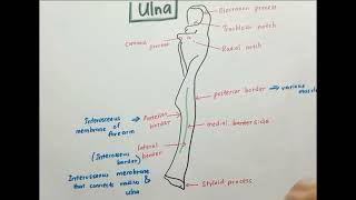 Anatomy of Ulna [upl. by Offen]