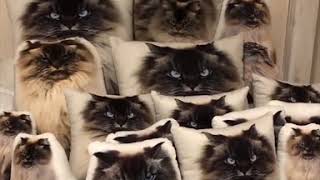 Cat Hides Among Pillows  Metal Gear Solid Version [upl. by Elle]