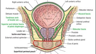 Perineal Membrane  Ischiorectal fossa amp Boundaries of the pouches ✨  Genital Anatomy Trick [upl. by Imefulo996]