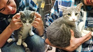 Shelter Kitten Jumps into the Arms of a Man and Won’t Let Go [upl. by Meave814]