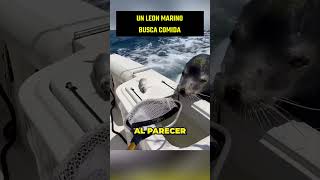 UN LEON MARINO SALTA A UNA LANCHA EN BUSCA DE COMIDA [upl. by Lorette]