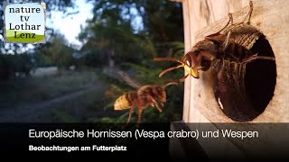 Hornissen Vespa crabro [upl. by Romilda]