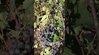 VITIS VINIFERA AKA UVA [upl. by Sheline]