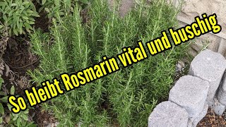 So bleibt euer Rosmarin vital und schön buschig [upl. by Drud]