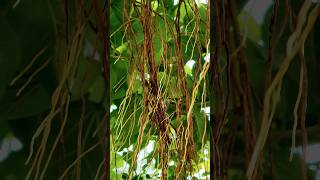 Amazing Banyan Tree Natures Marvel with Aerial Roots [upl. by Ayle]