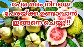 പേര മരം നിറയെ കായിക്കാൻmore yeild from guva plant malayalamfruits plant malayalamkrishi malayalam [upl. by Adnorahc785]