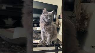 Old Nebelung cat enjoying the AC [upl. by Brantley]