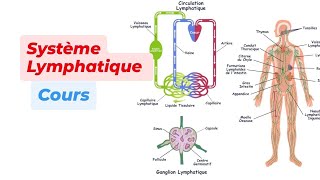 SYSTEME LYMPHATIQUE [upl. by Najram]