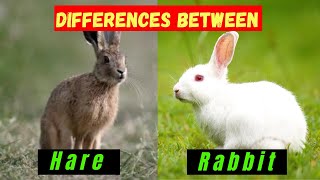 Whats the Difference Between Rabbits and Hares  Comparison and Hidden Facts [upl. by Merry493]