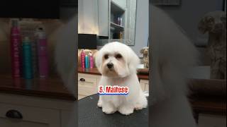 The 10 best small non shedding dog breedsdoglovertop5subscribe [upl. by Iridis]