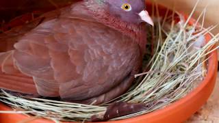 Roller pigeons  Nesting materials and taming our birds [upl. by Landbert]