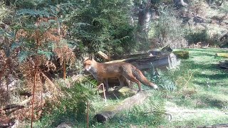 Coming through wildlife Tolmie Australia November 2024 [upl. by Ezirtaeb]