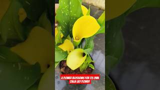 Calla Lily flower plants  gardening terracegarden trending plantlove viralshort ytshorts [upl. by Stannwood]