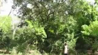 Sounds of the African Bush Cicadas Gorongosa [upl. by Noreht]