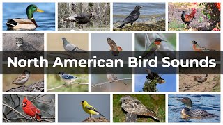 North American Bird Sounds  Compilation [upl. by Harmony206]