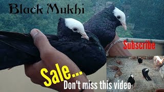 Mukhi fancy pigeon quotSalequot in Bengal by Raza Photography amp Technical [upl. by Tnattirb]