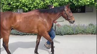 Queue Jumper 3yo Vic Ocean Park Gelding [upl. by Ida]